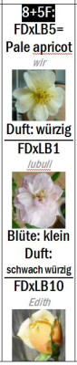 FDxLB_Kombis.jpg