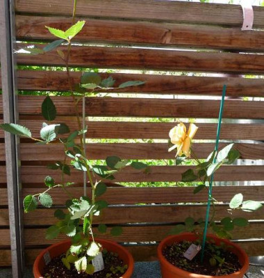 Pale_apricotReve_apricot.JPG