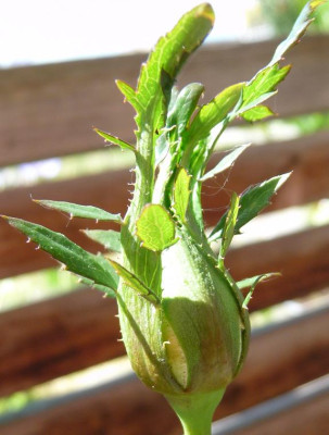 Reve_apricot_06_09_02.JPG