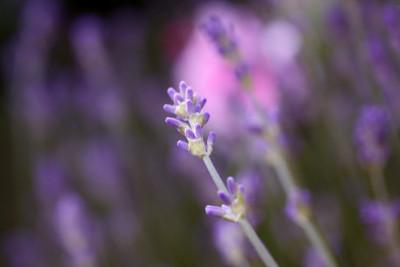 Lavendel-Aquarell-2.jpg