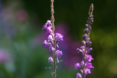 Linaria-purpurea-Aquarell.jpg