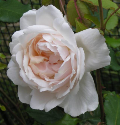 Rosen2009_001_kl.jpg