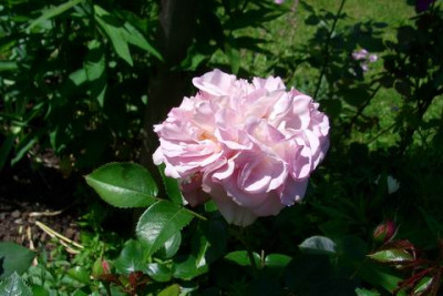 Herkules090614.JPG