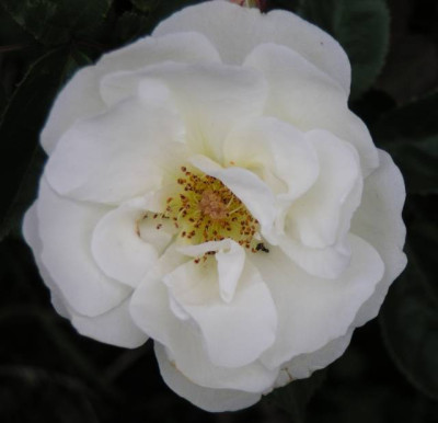 Rosa_moschata_moonlight.jpg