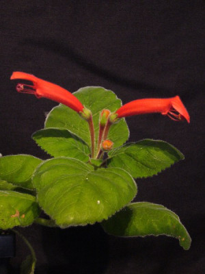 Sinningia_macropoda_600x600_80KB.jpg