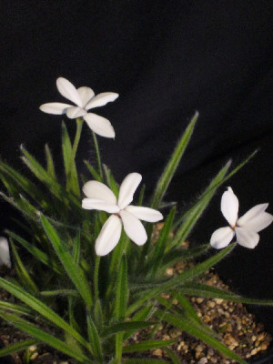 Rhodohypoxis_wei_600x600_80KB.jpg