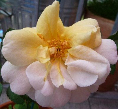 Pale_apricotElegante_Edith_06_09_12.JPG