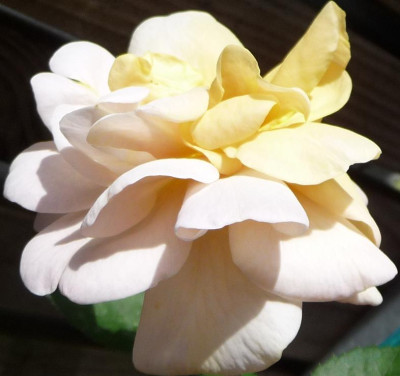 Pale_apricotElegante_Edith_06_09_13.JPG