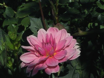 k-Seerosendahlie_rosa_1.jpg