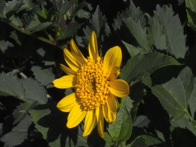 k-Sonnenblume_Capenoch_Star.jpg