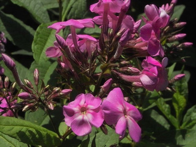 k-Phlox_amplifolia.jpg