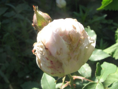 sdm09_01.JPG