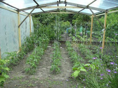 TomatenimHaus.jpg