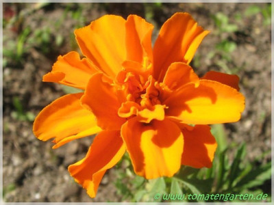 000bluemchen_orange.jpg