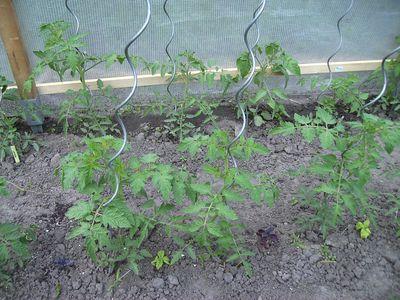 Tomatenpflanzen.jpg