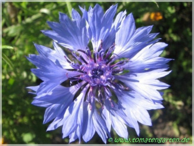 000bluemchen_blau.jpg