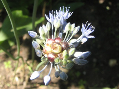 allium1.JPG
