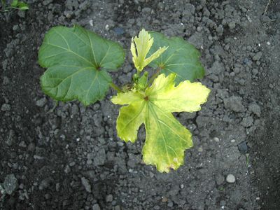 Okra_I.jpg
