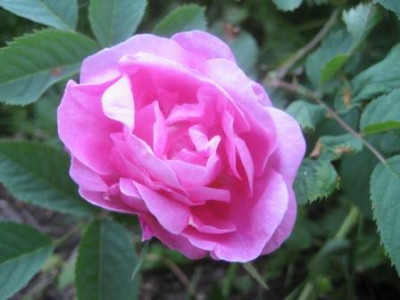 Hurdalsrosejuni_09_121.jpg