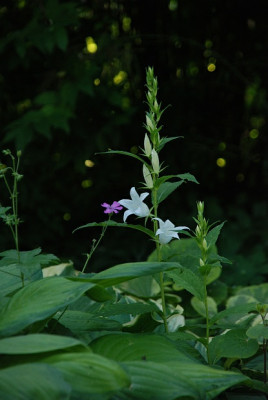 campanula_latifolia_alba_09.jpg