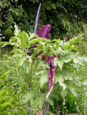 Dracunculus_vulgaris_14.6.09.jpg