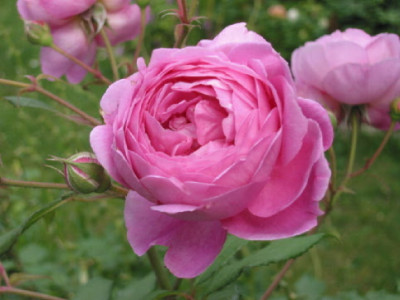 Alan_Titchmarsh_Juni_09.jpg