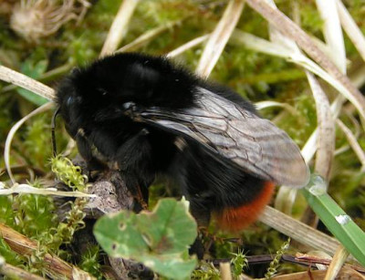 Bombus_lapidarius_-_Steinhummel_03.jpg
