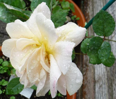 Pale_apricotElegante_Edith_06_09_15.JPG
