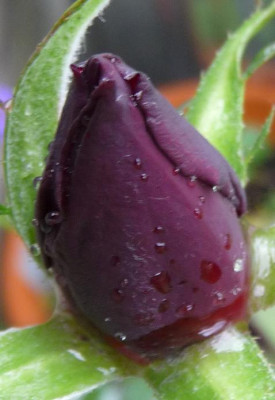 BurgundyVelvet_06_09_nah07.JPG