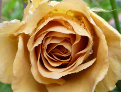 Jactan_06_09_07.JPG