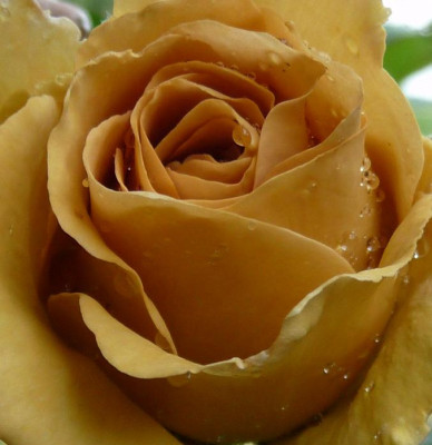 Jactan_06_09_09.JPG