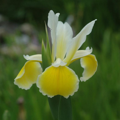 A9605a_Large.JPG