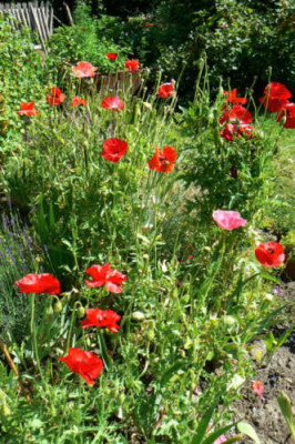 Seidenmohn_Papaver_rhoeas.jpg