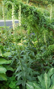 Digitalis_welcher_DSC_0001.jpg