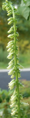 Digitalis_welcher01_DSC_0002.jpg