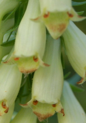 Digitalis_welcher02_DSC_0003.jpg