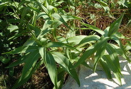 Solidago_DSC_0127.jpg