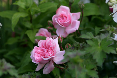 Rose_Home__Garden0109.jpg