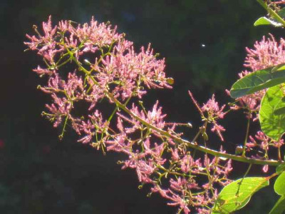 Cotinus_IMG_2857.jpg