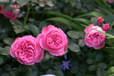 Rose_Leonardo_da_Vinci0209.jpg