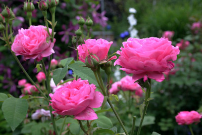Rose_Louise_Odier0509.jpg