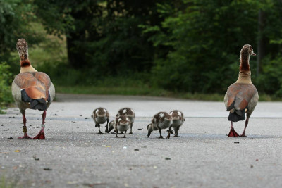 Nilgans_08.jpg
