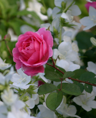 Rose_John_Clare0409.jpg