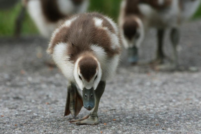 Nilgans_09.jpg