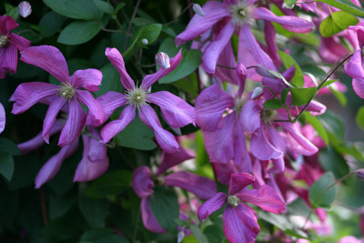 Cl.vit.Margot_Koster1109.jpg