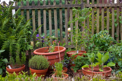 090603-garten-013.jpg