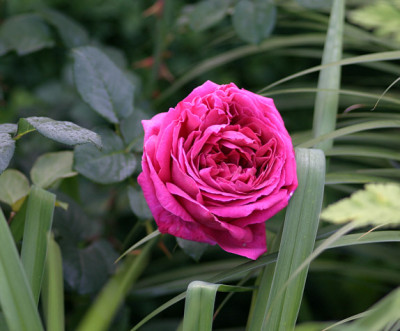Rose_Othello0609.jpg