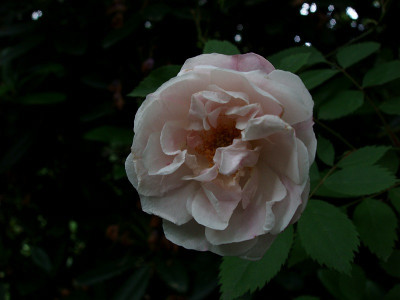 cf_ayrshire_splendens_zg.jpg