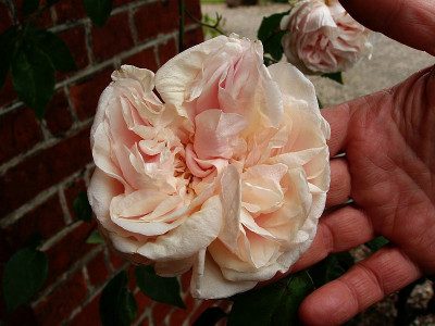 sdlm2009_monsterrose_nah.jpg