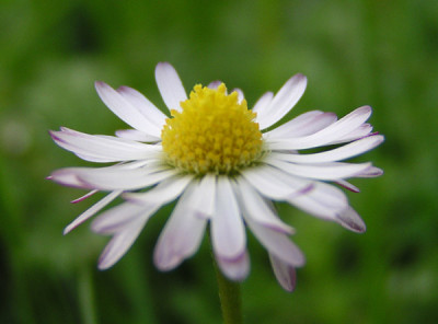 bellis_perennis_-_nicht_-_erigeron.jpg